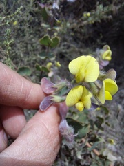 Aspalathus perfoliata