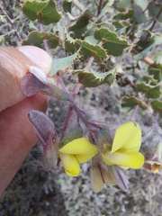 Aspalathus perfoliata