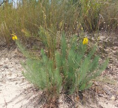 Crotalarieae