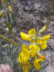 Crotalarieae