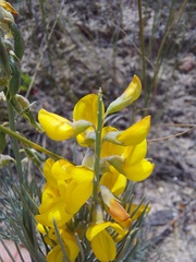 Crotalarieae