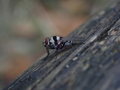 Anthomyia medialis