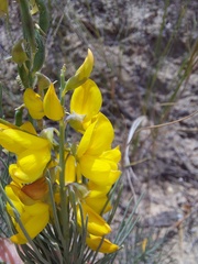 Crotalarieae