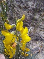 Crotalarieae