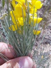 Crotalarieae