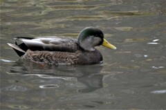 Anas rubripes × platyrhynchos