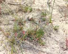 Indigofera capillaris