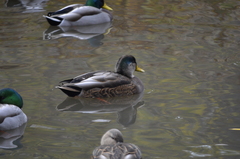 Anas rubripes × platyrhynchos