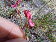 Indigofera capillaris