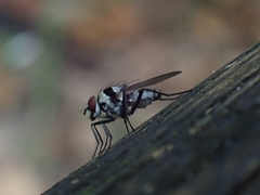 Anthomyia medialis