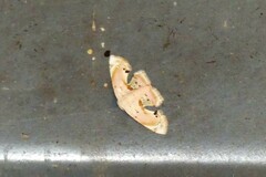 Holocryptis erubescens