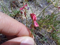 Indigofera capillaris