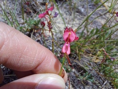 Indigofera capillaris