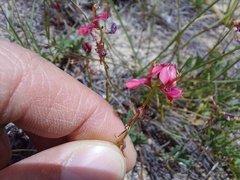 Indigofera capillaris