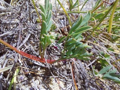 Indigofera capillaris