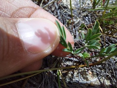 Indigofera capillaris