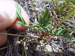 Indigofera capillaris