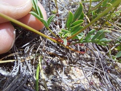 Indigofera capillaris