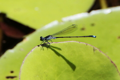 Ischnura pruinescens
