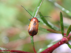 Aporocera