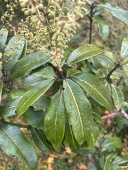 Pieris formosa