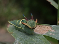 Charaxes sempronius