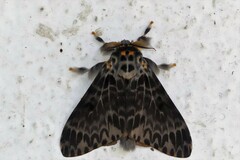 Lymantria hauensteini