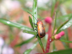 Aporocera
