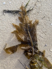 Undaria pinnatifida