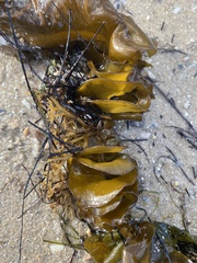 Undaria pinnatifida