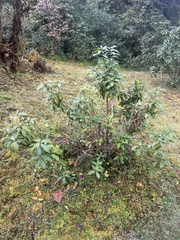 Pieris formosa