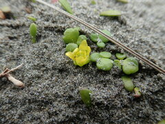 Ranunculus acaulis