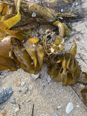 Undaria pinnatifida