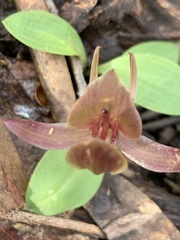 Chiloglottis triceratops
