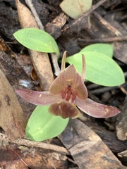 Chiloglottis triceratops