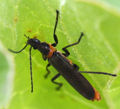 Chauliognathus lugubris