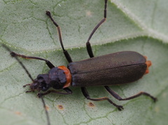 Chauliognathus lugubris