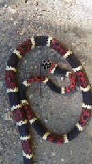 Rhinobothryum bovallii