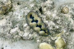 Tridacna crocea