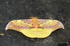 Lemaireia luteopeplus