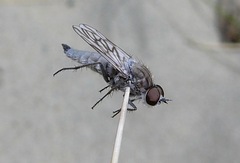 Anabarhynchus arenarius