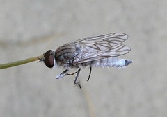 Anabarhynchus arenarius