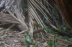 Pitta versicolor