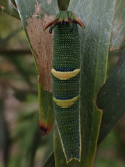 Charaxes sempronius