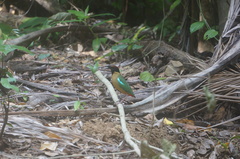 Pitta versicolor