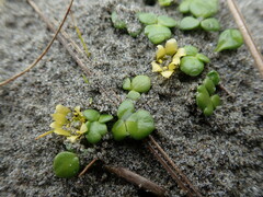 Ranunculus acaulis