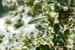 Halichoeres scapularis