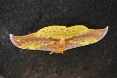 Lemaireia luteopeplus