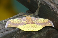 Lemaireia luteopeplus