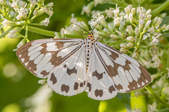 Nyctemera adversata